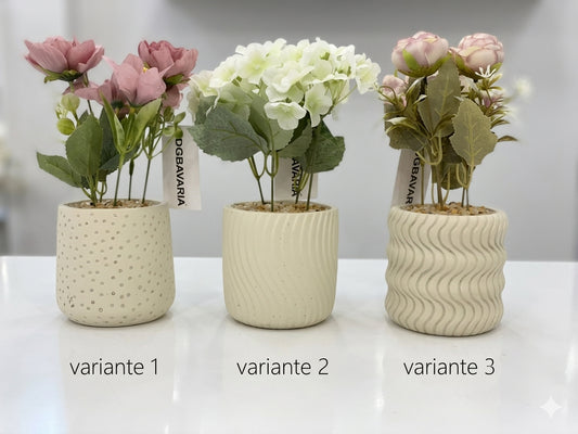 Piantina decorativa